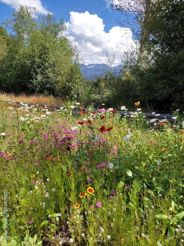 White Shasta daises, yellow and orange rudbeckias along trail in Rainbow Park near Alta Lake, Whistler, BC, Canada.