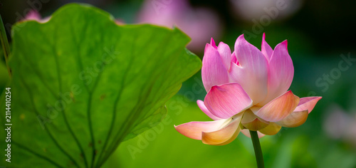 Cuadro en lienzo Lotus pond