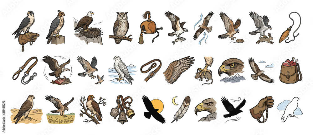 Fototapeta premium Set of falconry birds of prey and equipment for educational wildlife and hunting projects