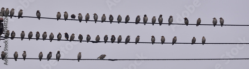 Flock of Chestnut-cheeked Starlings Perched on Power Lines in Kumejima, Okinawa, Japan