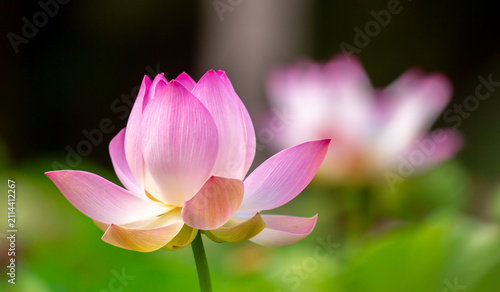 Foto Lotus pond