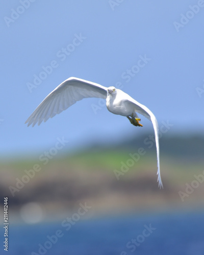 White Morph Pacific Reef Heron in Kume Island, Okinawa, Japan