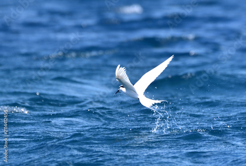 Black-naped Tern Carrying a Fish over Kume Island, Okinawa, Japan