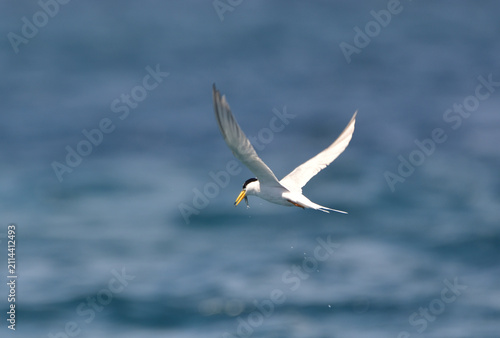 Little Tern Carrying a Fish in Kume Island, Okinawa, Japan