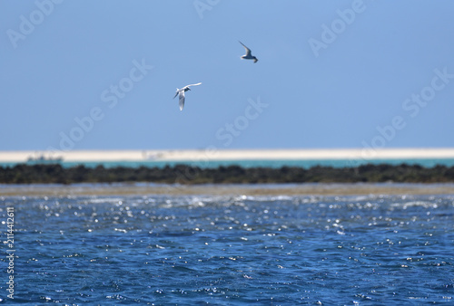 Black-naped Tern Flying in a Blue Sky over Kume Island, Okinawa, Japan