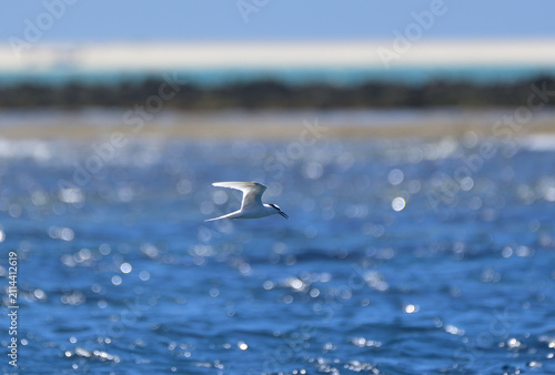 Black-naped Tern Flying in a Blue Sky over Kume Island, Okinawa, Japan
