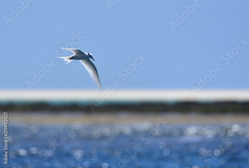 Black-naped Tern Flying in a Blue Sky over Kume Island, Okinawa, Japan