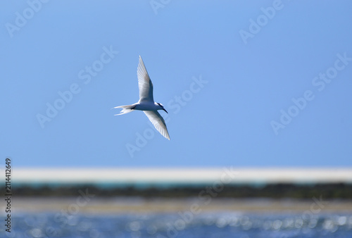Black-naped Tern Flying in a Blue Sky over Kume Island, Okinawa, Japan