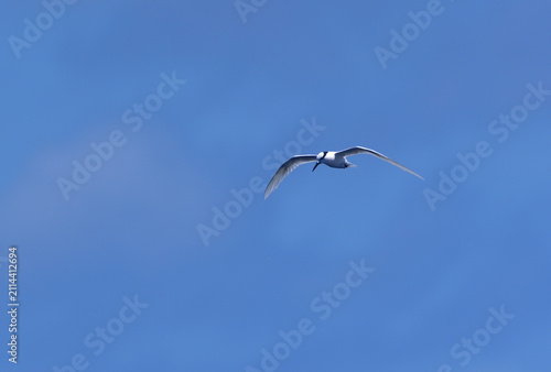 Black-naped Tern Flying in a Blue Sky over Kume Island, Okinawa, Japan