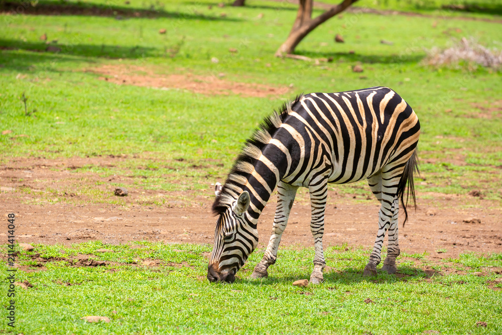 Obraz premium Zebras walking in a green meadow and eating grass. African zebras in the savannah. Wild animals in their natural habitat.