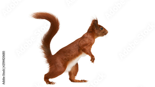 Bild auf Leinwand Red squirrel standing on hind legs with bushy tail curled