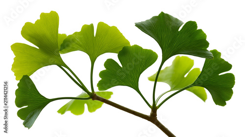 Canvastavla Ginkgo Biloba leaves branch with veins
