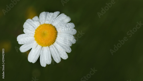 Canvastavla Fresh white chamomile daisy flower with water drops on petals over dark green background