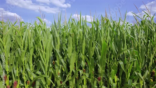 Grünes Maisfeld (Zea mays) im Sommer vor blauem Himmel
