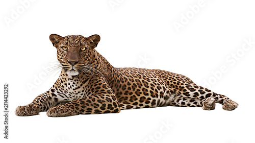 Foto Leopard lying down with spotted fur and yellow eyes