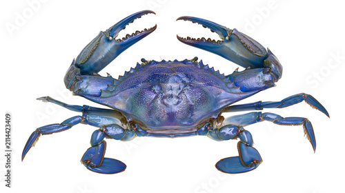 Canvastavla Blue crab with open claws, full body view