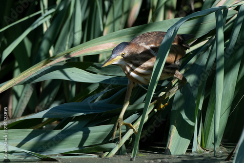 Canvastavla Juvenile little bittern (Botaurus minutus or Ixobrychus minutus) in a reed bed