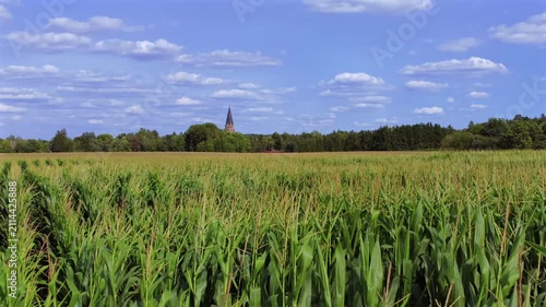 Grünes Maisfeld (Zea mays) im Sommer vor blauem Himmel, bei St. Ottilien, Eresing, Bayern, Deutschland