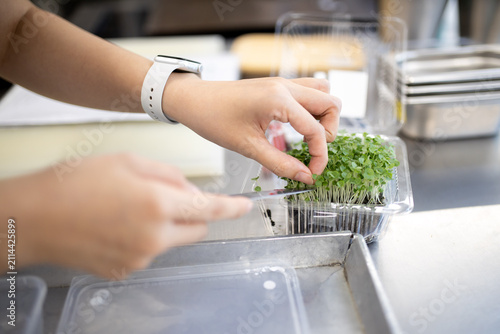 Quadro su tela Chef Hands Cutting Fresh Organic Microgreens Vegetable in Plastic Container for