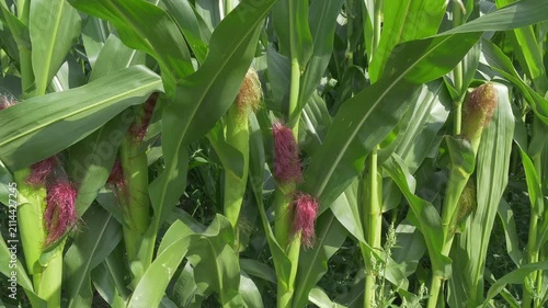 Grünes Maisfeld (Zea mays) im Sommer