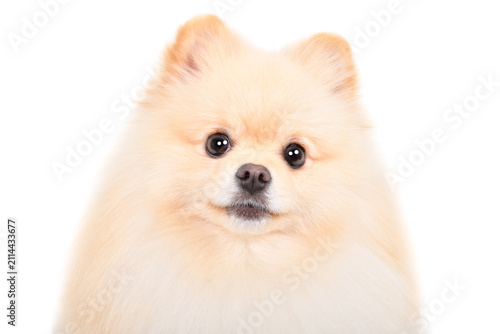 Cute Pomeranian Spitz, closeup, isolated on a white background