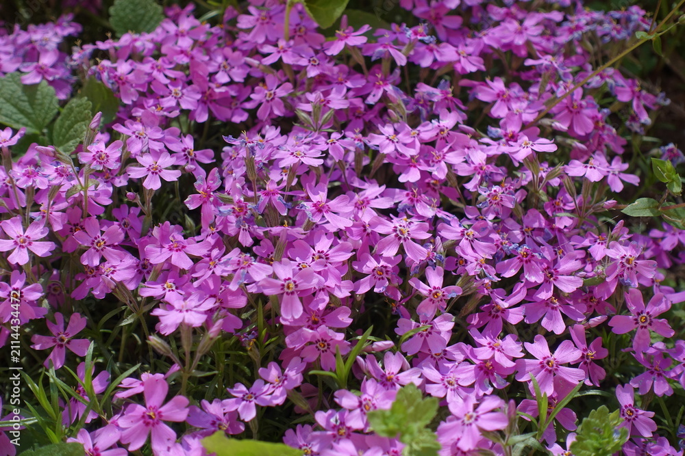 Fototapeta premium Pink flowers of phlox subulata in May