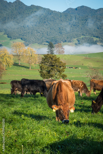 Картината върху платно Rural scene, Herd of Jersey and Jersey cross dairy cows grazing in green grass