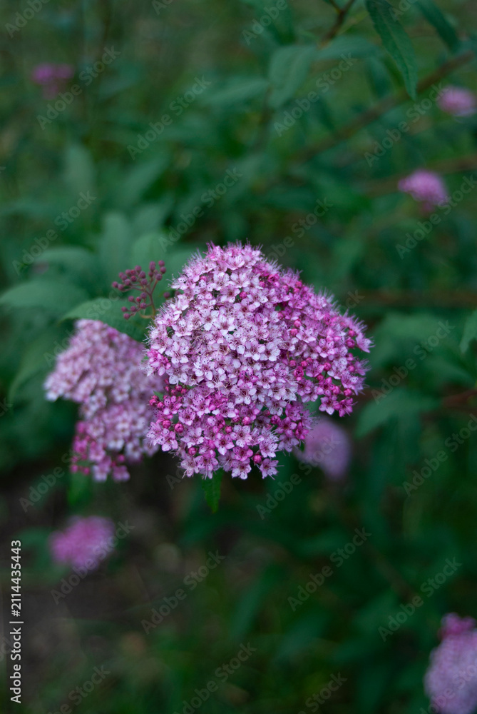 Obraz premium Spiraea japonica flower blooms in the garden