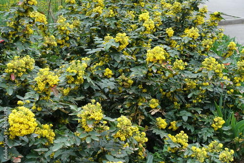 Quadro su tela Yellow flowers and buds of Berberis aquifolium in May