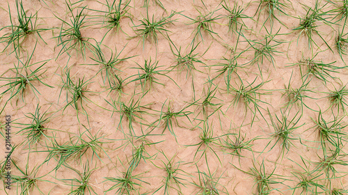 Sparse Grass Pattern Over Sandy Ground
