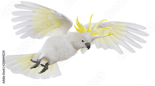 Obraz na płótnie Sulphur-crested cockatoo in flight with yellow crest raised