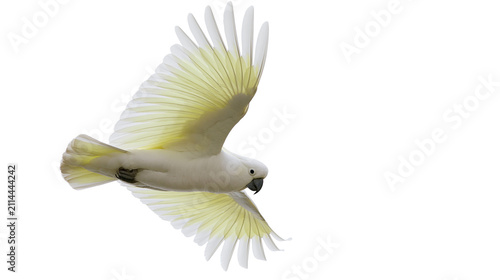 Fotografía Sulphur-crested cockatoo in flight with wings spread