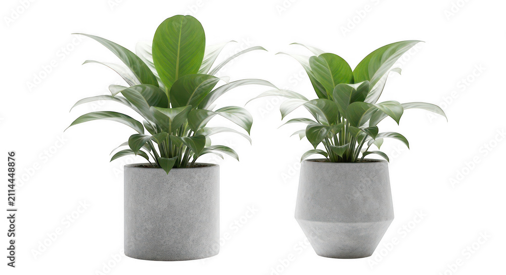 Fototapeta premium Two potted green plants with lush foliage