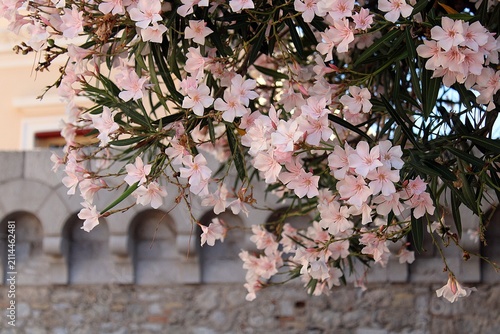 Bild auf Leinwand Oleander at the entrance of the Palace of Monaco, Europe