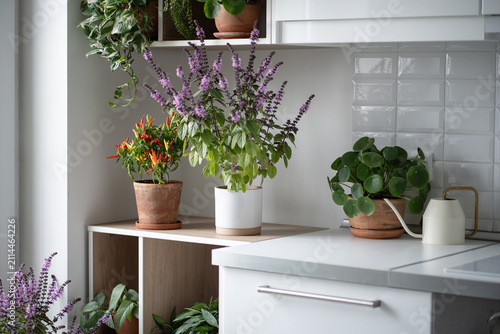 Фотография Decorative home garden with blooming Thai basil, chili pepper, Pilea, and Epipremnum potted plants, selection of ornamental houseplants and aromatic herbs spices in kitchen garden, homegrown plants