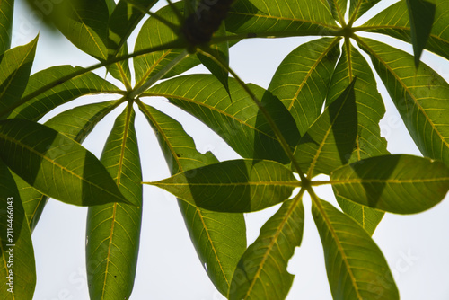 Принти на полотні Backlit Green Palmate Leaves of Sterculia Foetida Tree Pattern