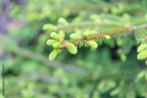 Canvastavla Green fir pine twig