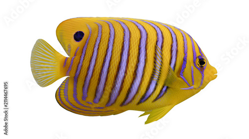 Quadro su tela Regal Angelfish with Yellow and Purple Stripes