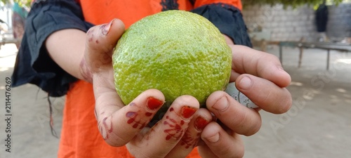 Принти на полотні Green Giant Ponderosa Lemon, hybrid  variety of pomelo and citron