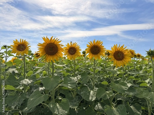 Close up of blooming sunflower field with honey bees pollinating bright yellow sunflower blossoms on a sunny summer day. Green leaves, agricultural landscape and natural pollination