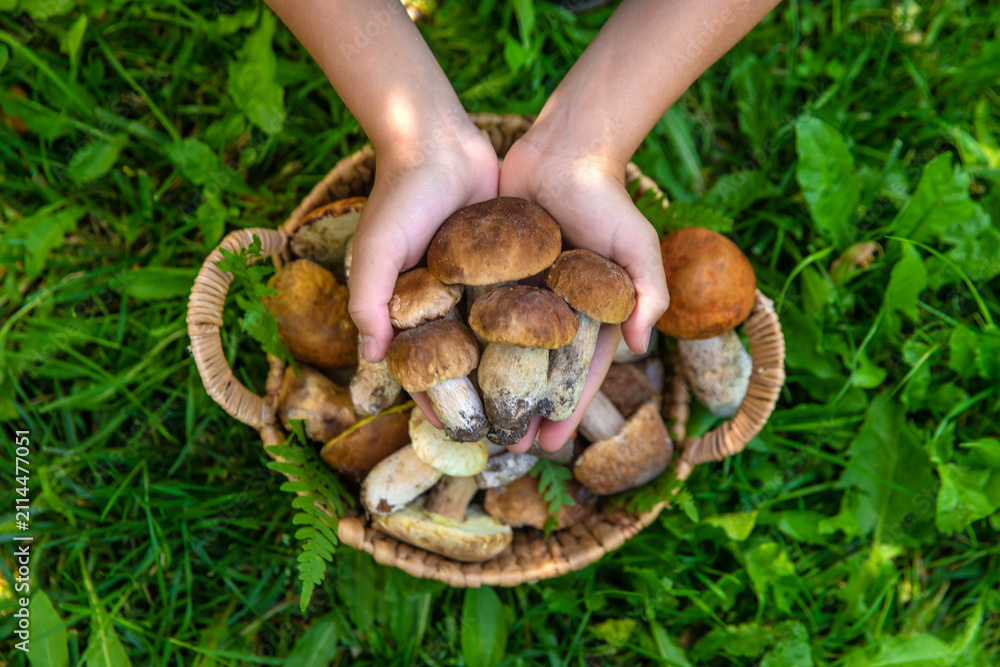 Obraz premium Wild mushrooms in a basket. Selective focus.