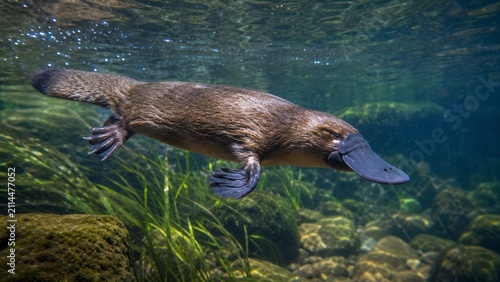 Platypus swimming