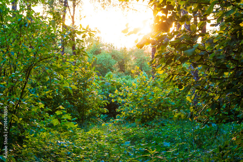 Obraz na plátně Lush green foliage of forest trees and wild shrubs illuminated by warm golden su