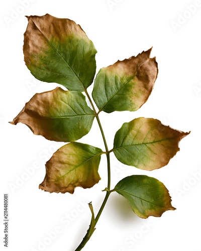 Close-up of rose leaves showing leaf scorch caused by heat stress and drought. Brown crispy leaf margins and partial green tissue isolated on white background. Botanical concept of plant stress