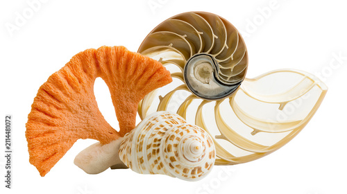 Принти на полотні Nautilus shell cross-section fan coral, and snail shell arrangement