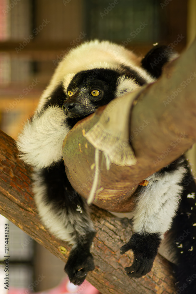 Obraz premium Black and white ruffed lemur Varecia variegata peeking from tree branch closeup photo