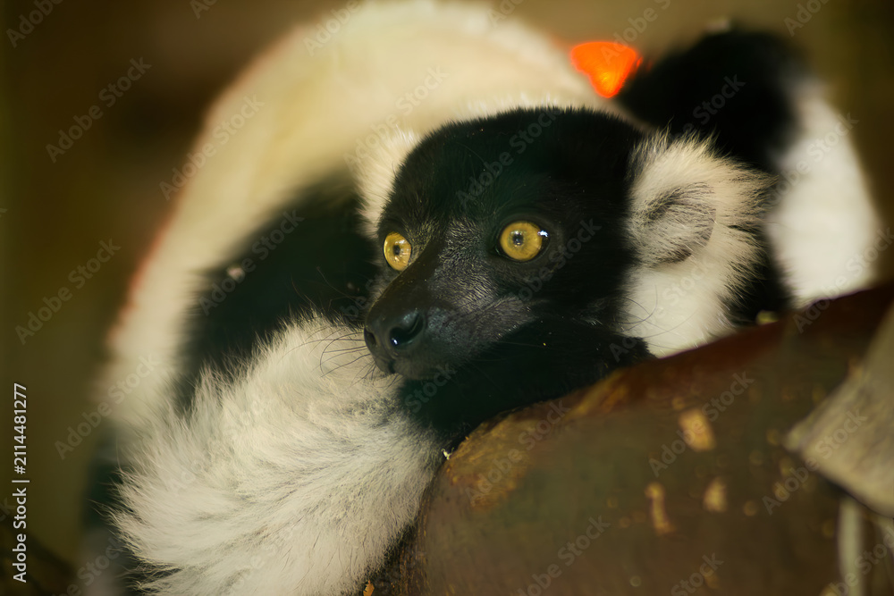 Obraz premium Close-up portrait of black and white ruffed lemur Varecia variegata