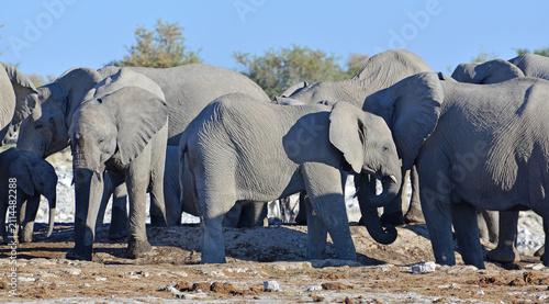 Cuadro en lienzo African Elephants