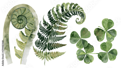 Konstfotografi Watercolor fern frond unfurling and clover leaves