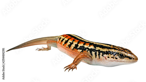 Canvas Print Orange and black striped lizard with detailed scales